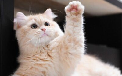 Is Your Pet Right-Pawed or Left-Pawed?