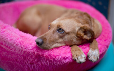 Can Dogs Tell Time?