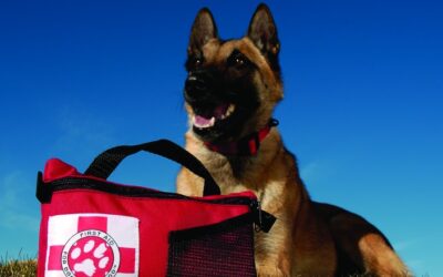 DIY Pet First Aid Kit