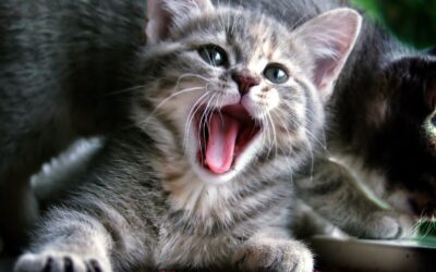 Speaking “Cat”