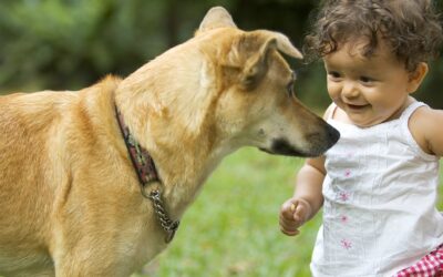 National Dog Bite Prevention Week