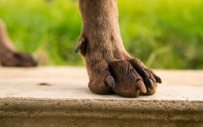 Why Do Dogs Have Dewclaws?