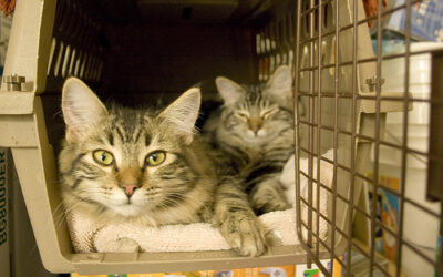 Get Your Cat to the Vet with Less Stress