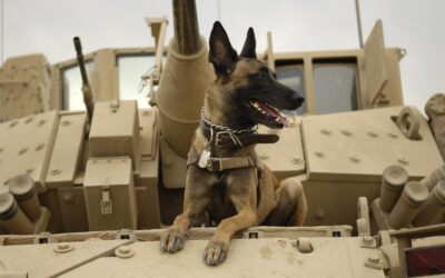 Help Bring U.S. War Dogs Home