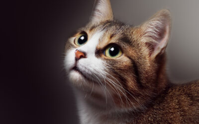 Learn to Read Your Cat’s Ears