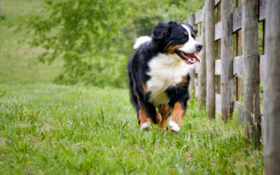 6 Tips for a Doggy Paradise in Your Backyard