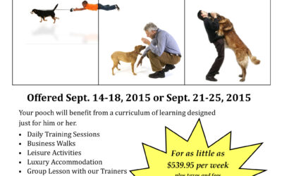 Mini Canine Training Camps in September