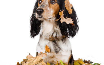 Autumn Pet Safety Tips for Your Pet