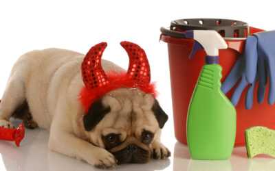 Is Your Dog Guilty?