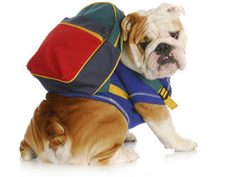 Back to School: Training Tips that will help you and your pup get an A+