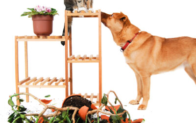Safety: How to Pet Proof Your Home