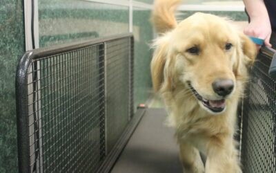 Why Morris Animal Inn Guests Love the Holidays