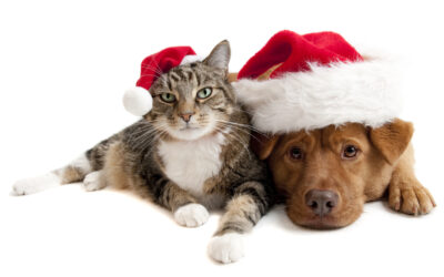 The Best Gifts For Pets