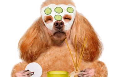 New Year, New You…For your Pet Too!