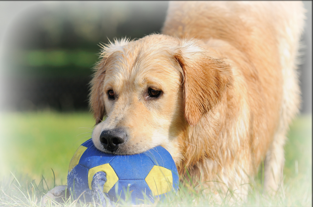 daycare for dogs
