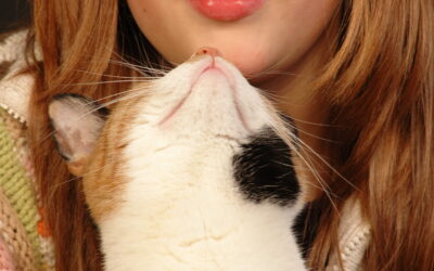 How Cat Ears, Cat Eyes & Cat Noses Communicate