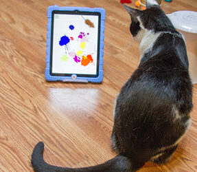 Cat Games That Let Your Kitty Play And Hunt