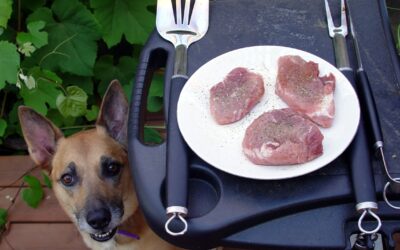 Prepare Your Dog for July 4th