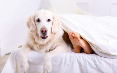 Should Your Dog Sleep In Bed With You?