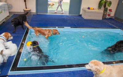 Take Your Pooch for a Swim at a Dog Pool!