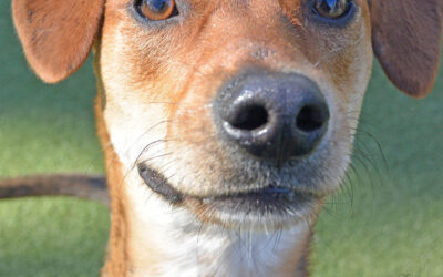 Which is better: pet boarding or hiring a pet sitter?