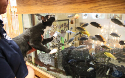 Cat Stress: Is Your Cat Freaking Out?