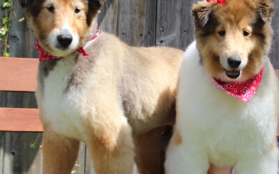 What Does a Dog Groomer Want You to Know?