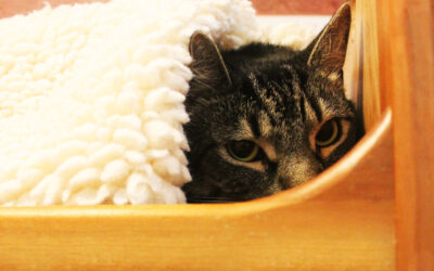 My Cat Hides
