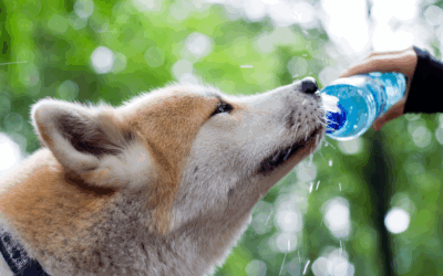 Keeping Your Dog Hydrated and Cool in the Summer