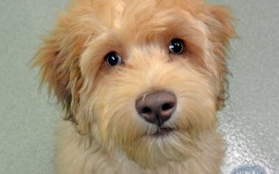 Puppy Dog Eyes
