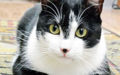 Time to Adopt a Cat? What You Need to Know.