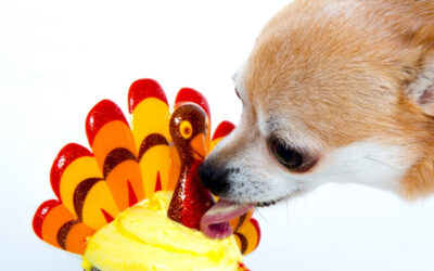 Thanksgiving Foods – What’s safe for pets?