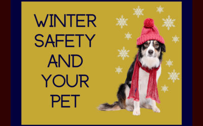Winter Safety and Your Pet