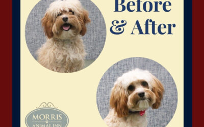 Three Tips to Help Prepare Your Puppy for Grooming!