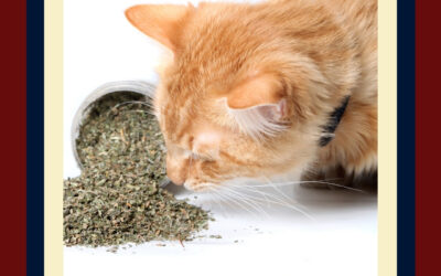 Catnip or Not?
