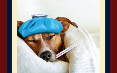 You’ve Got the Flu… Can Your Dog Get the Flu too? 