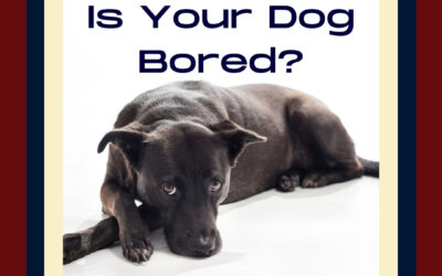 Dogs Get Bored. Here’s how to tell if your dog is bored.