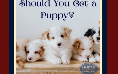 What To Consider When Getting a Puppy