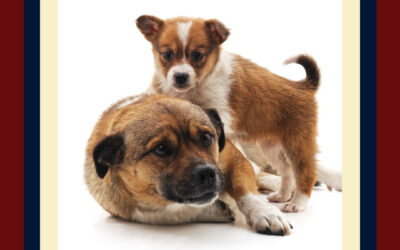 How to Bring a Second Pet Home