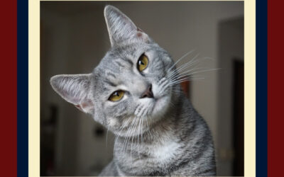 What are some cat myths you have heard?