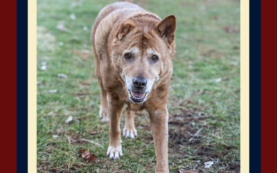 Aging Pets: Do You Recognize It?