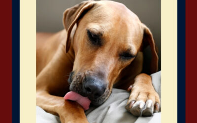 Why is My Dog Constantly Licking Her Paws?
