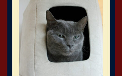 Cat Boarding at Morris Animal Inn Will Give You Peace of Mind