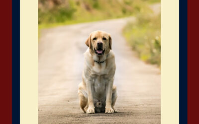 My Dog is a Loner… Help!