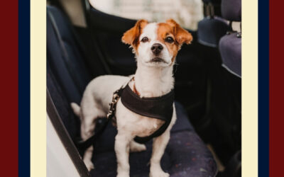 Ensure Your Furry Friend is Safe in the Car