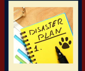 Prepare Your Pet for Natural Disasters