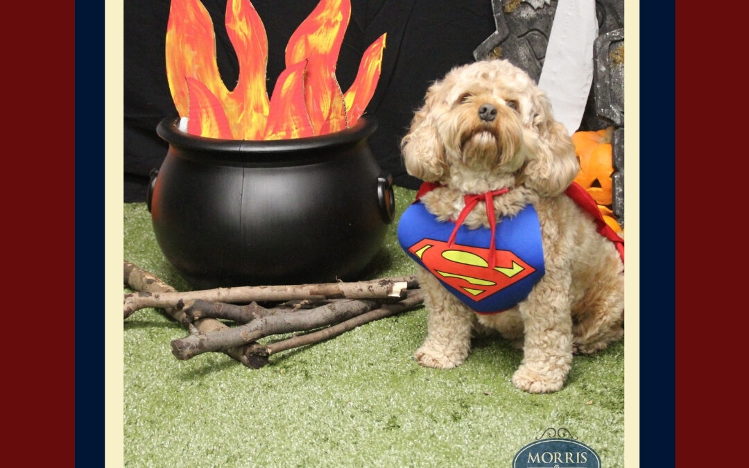 SAFETY TIPS FOR HOWL-O-WEEN