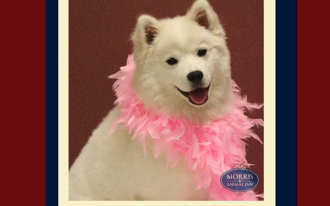 DOES YOUR DOG QUALIFY TO BE A PET THERAPY DOG?