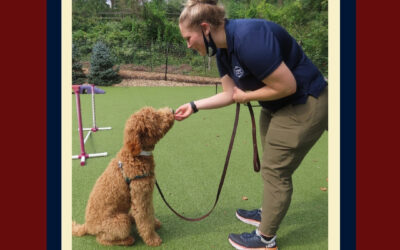 Dog Training 101: The Benefits of Dog Training Camp