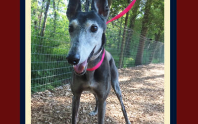 Gray Dogs: Why Some Young Dogs Go Gray
